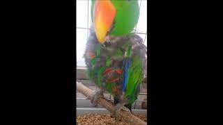 self-injury Eclectus parrot th…