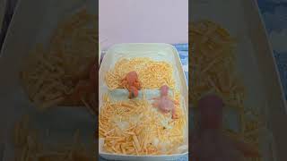 체스넛 마카우가 부화했어요