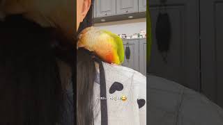머리카락 가지고 노는중 #shorts #코뉴어 #앵무새 #birds