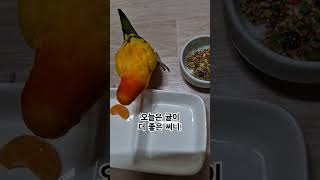 밥보다 디저트가 더 좋은 써니!  #썬코뉴어 #parr…