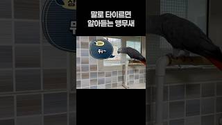 말로 타이르면 알아듣는 앵무새  회색앵무 잠바  #반려…
