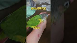 코뉴어 앵무새 사랑이 춤춰요