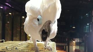 코카투 길러볼까? .........아니 ㅋ