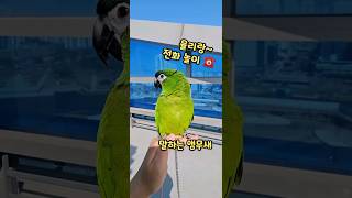 전화받는 #한스마카우 #말하는앵무새