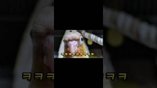 예측 불허 아가 코뉴어 앵무새 ㅋㅋㅋㅋㅋ