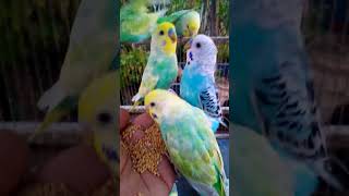 This Amazon bird toy is SO COOL#birds#parrot #birdslover #budgis #lovebirds #budgiegar #cute #health