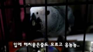회색앵무 뿡자 해씨 먹방