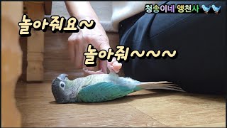 개구장이 코뉴어 앵무새 &quot;하나&quot; 옆집…