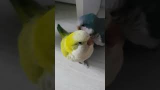 말하는 앵무새 쿠키 "아구 예뻐라~" 퀘이커앵무 엄마 칭찬해주기 ㅋㅋ 크림이 같이 출연 ㅋㅋ