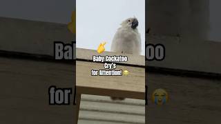 Why Is This Baby Cockatoo Crying So Loud?  #cockatoo #parrot #birds #sound