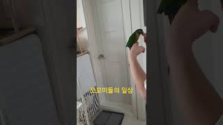 호출 훈련 첫날#앵무새 #앵무새훈련 #코뉴어 #반려동물 #호출훈련