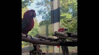 기분 좋은 홍금강 #앵무새 #parrot