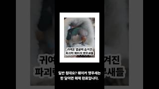 귀여운 얼굴 속 숨겨진 파괴 본능 ✨퀘이커 앵무새 귀엽…