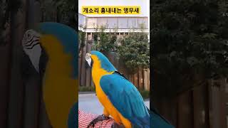 개소리 흉내내는 루카 #앵무새 #청금강 #청금강앵무새 #macaw #parrot #동물 #animal