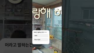 코뉴어 알록이는 머라고 말하는걸까 "Guess what my bird just said!"