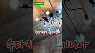 수다쟁이 뉴기니아 아미#앵무새 #parrot #뉴기니아#수다쟁이 #뽀뽀#아미#까꿍 #늘해랑