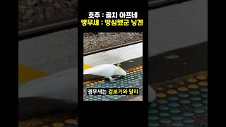 호주의 골칫거리인 아주 똑똑한 앵무새