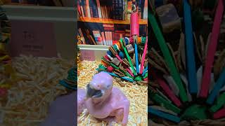 청금강 앵무새예요. #birdslover #parrot…