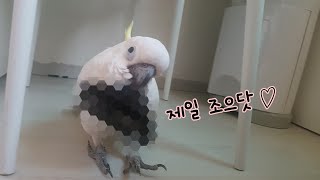 앵무새(코카투)가 제일 좋아하는 장난감은?