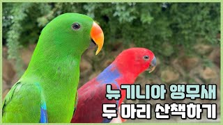뉴기니아 앵무새 두 마리 산책하기