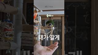 손 내밀면 오는 앵무새      #코뉴어 #코뉴어그램 #앵무새 #앵집사 #그린칙 #옐로우사이드 #썬칙 #집사 #반려동물 #conure #parrot #greencheek #pets