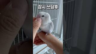 앵무새 새장 휴식시간 종료 후~  회색앵무 잠바 모란앵…
