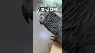엄마한테 배워서 내는 강아지소리  회색앵무 잠바  #반려동물  #parrot #birds