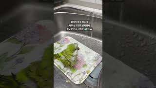 [짹콩이] 목욕이 하고싶었구나 ㅋㅋㅋㅋ 어쩐지 계속 싱…