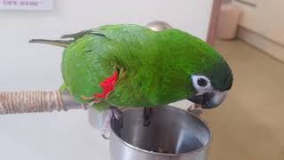 똘끼있는 한스마카우 사랑이