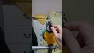 만세하는 루카 #parrot #앵무새 #macaw #청…