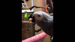 회색앵무 : 천둥이 과일먹기2