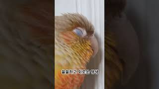 코뉴어 앵무새 일상
