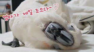 엄마가 너무 좋은 껌딱지 앵무새 나나공주님♡