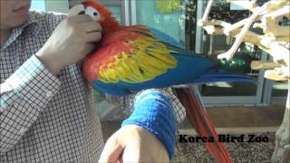 스칼렛 마카우 Scalet Macaw