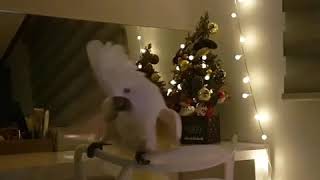 춤추며 랄랄라 노래하는 앵무새  나나♡유황앵무 코카투