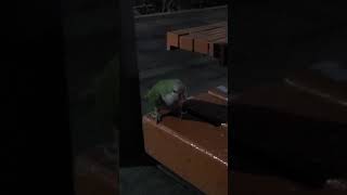 앵무새 퀘이커 코코 똥찍~~했어 안했잖아!!