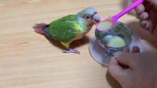 코뉴어 초롱이 이유식 먹이기