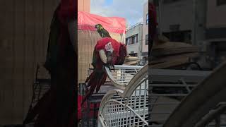 대형 앵무새 샤워후 말리기 #앵무새 #노래하는앵무새 #홍금강 #아마존앵무새 #청금강앵무새 #브레멘