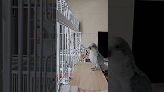[퀘이커 앵무] 오늘은 닫아볼까 | 왜 열리지 | 엄마가 이렇게 하던데.. #parrot #quakerparrot #smart #까꿍이