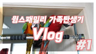 윙스패밀리 앵무새 가족탄생기