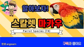 금강앵무/스칼렛 마카우
