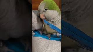 루카 꼬리 가지고 노는 루야 #청금강 #청금강앵무새 #macaw #퀘이커