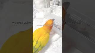 리뉴얼 + 앵무새가 하는 포장♡ #포카포장 #포장계 #앵무새 #썬코뉴어 #다이브 #원도어 #김리즘 #추천