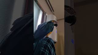 산책이란 단어에 반응하는 루카 #macaw #청금강 #청금강앵무새