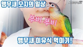욘나 기여운 모지 이유식 먹이기 + 이불안 깡패 - 코뉴어 앵무새 키우기