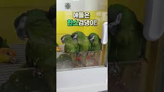 한스마카우 귀염둥이  안산 버드스팟 #shorts