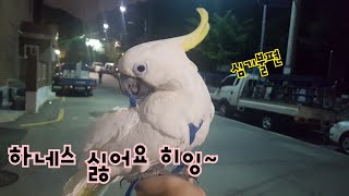 하네스는 싫지만 산책은 너무 신나는 앵무새 다롱씨♡