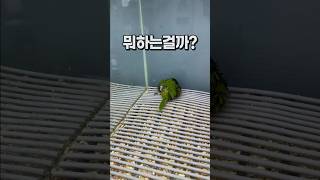 보고 또 보게 되는 앵무새  안산 앵무새카페 버드스팟 한스마카우
