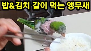 김치 먹는 말하는 앵무새 꼬꼬이야기~!? #말하는앵무새#앵무새먹방#앵무새자해#강아지랑앵무새