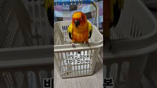 써니가 비 맞고 걸어가면 큰일나요!  #썬코뉴어 #parrot #앵무새 #비 #rain #걸어가면 #walk #경험 #experience #써니